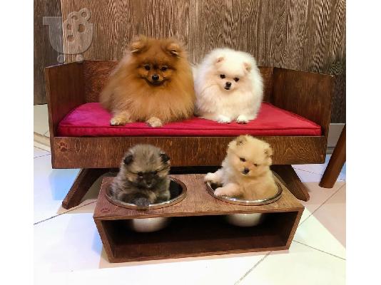 PoulaTo: Αξιολάτρευτο Pomeranian Κουτάβια Έτοιμο